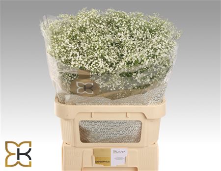 Gypsophila Discovery 80cm 35gram