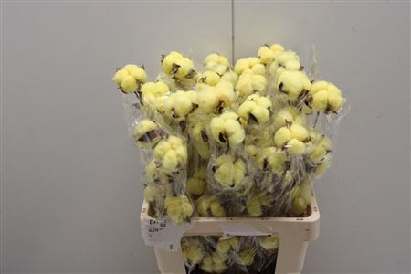 Decoration Material 60cm