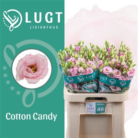 Lisianthus Double Cotton Candy 70cm