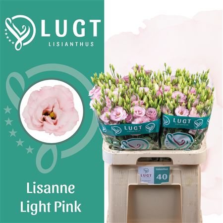 Lisianthus Double Lisanne Light Pink 70cm
