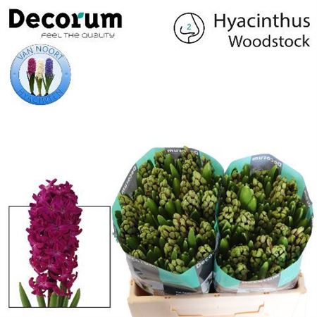 Hyacinthus Woodstock