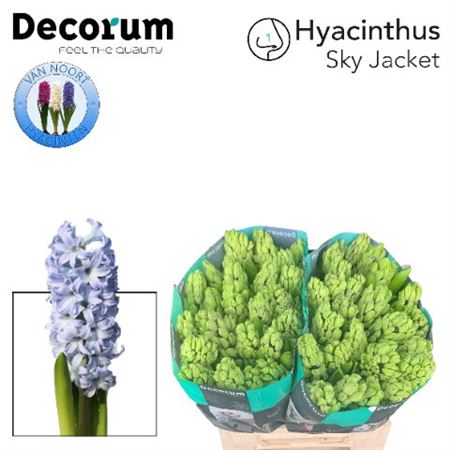 Hyacinthus Sky Jacket