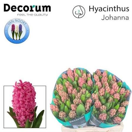 Hyacinthus Johanna