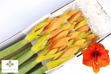 Hippeastrum Klrbeh Overi 4bl