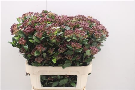 Viburnum T Red Spiri 80cm