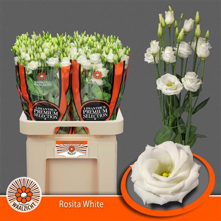 Lisianthus Double Rosita White 70cm
