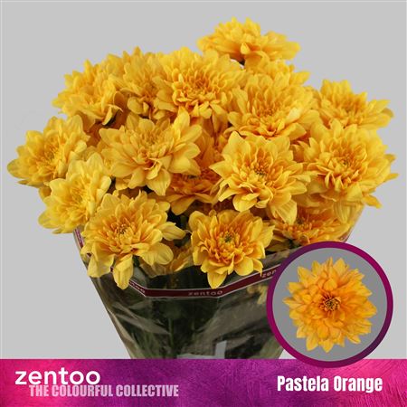Chrys Spray Pastel Orange 120gram