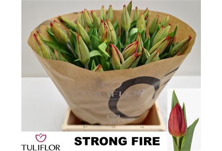 Tulipa Strong Fire 42cm 35gram