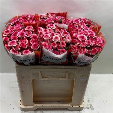 Rosa Spray Tralala 50cm