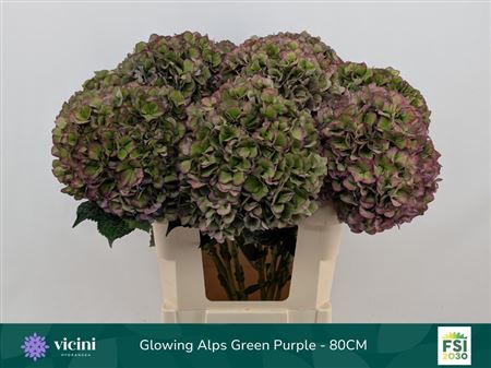 Hydrangea Glowing Alps Classic Purple 80cm 22Ø