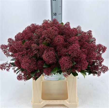 Skimmia Japonica Rubella 45cm