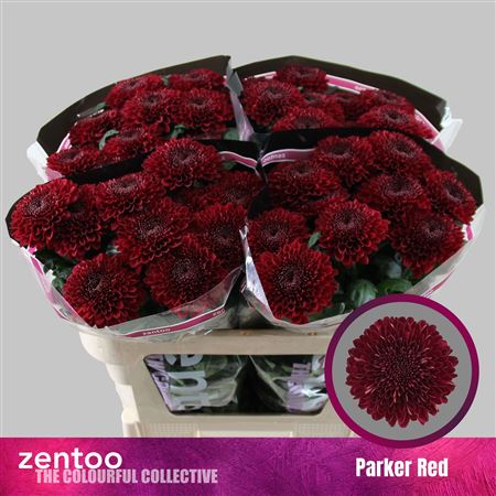 Chrys Single Parker Red 70cm 70gram