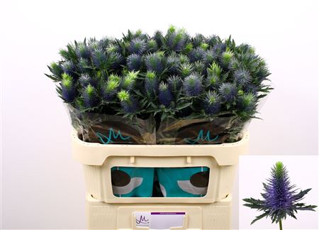 Eryngium Supernova 70cm
