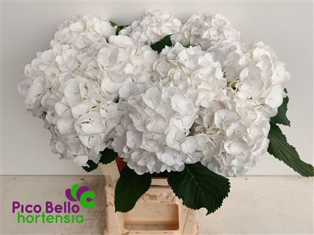 Hydrangea White Verena 60cm 16Ø