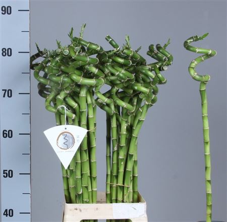 Dracaena Lucky Bamboo 80cm