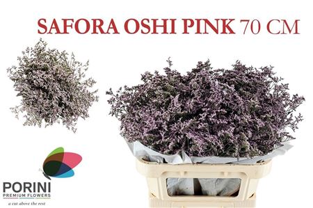 Limonium Oshi Pink 70cm 45gram