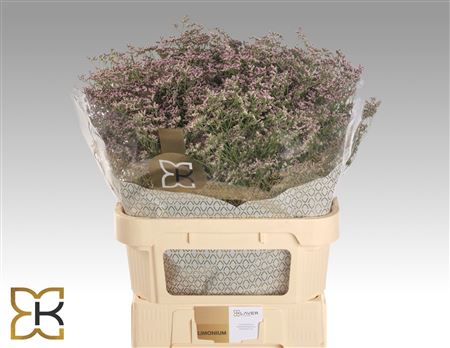 Limonium Oshi Pink 80cm 40gram