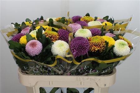 Chrys Single Alibaba 70cm 75gram