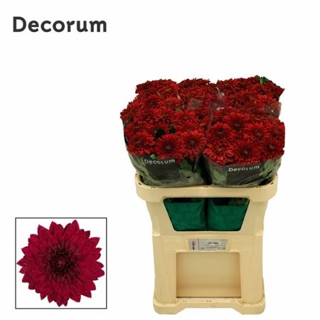 Chrys Single Lamira Red 70cm 95gram