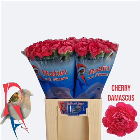 Dianthus St Cherry Damasc+ 60cm