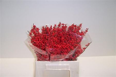 Ilex Verticlilata 40cm