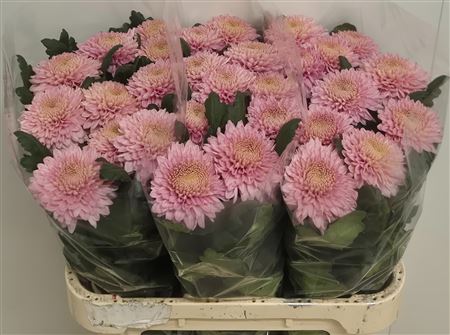 Chrysant Single Marielle 70cm 80gram