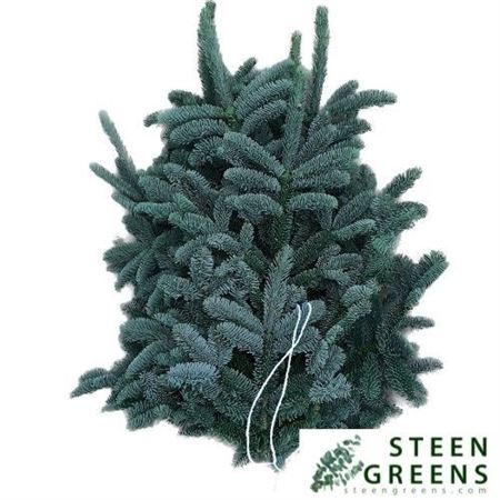 Abies Nobilis Blue Per Pack 80cm