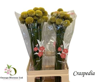 Craspedia Paint Pop 60cm