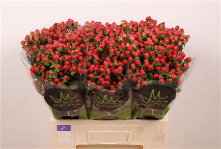 Hypericum Tomato Flair 60cm