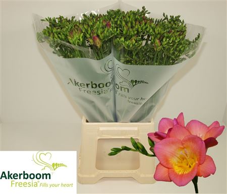 Fr En Wonderful Pink 22gram