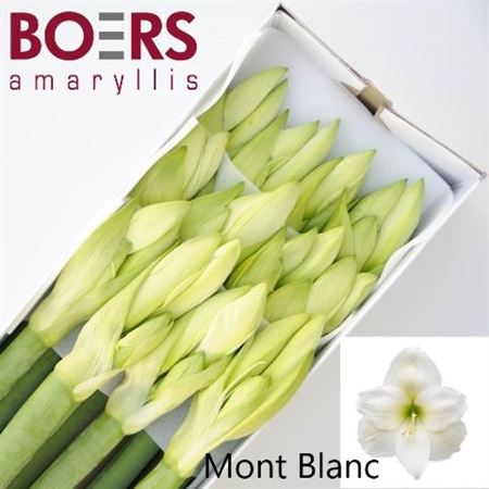 Hippeastrum Mont Blanc 4bl