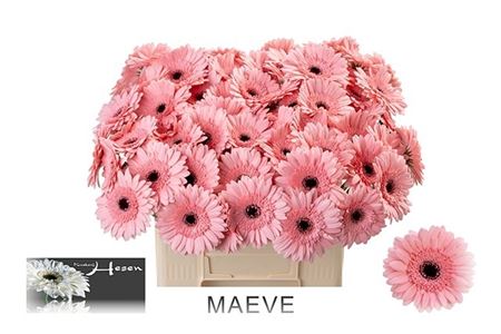 Germini Maeve 50cm