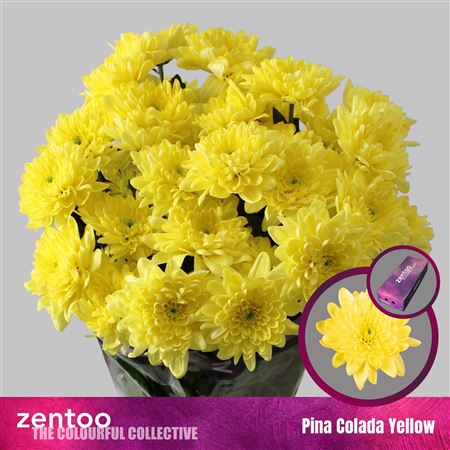 Chrys Spray Pina Colada Yellow 110gram
