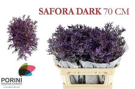 Limonium Dark Blue 70cm 45gram