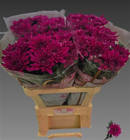 Chr G Lotso 80cm 80gram