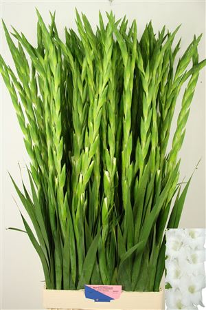 Gladiolus Nova Zembla 120cm 190gram