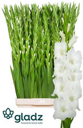 Gladiolus Nova Zembla 120cm 180gram
