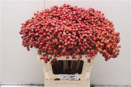 Rosa Red Hooijdonk 60cm