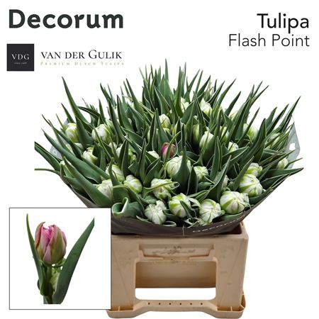 Tulipa Double Flash Point 42cm 42gram