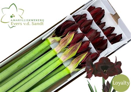 Hippeastrum Black Magic 4bl