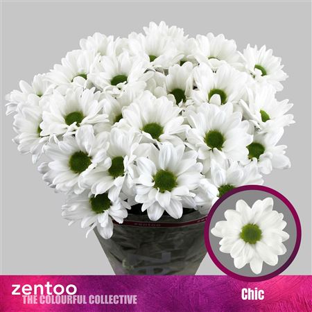 Chrys Spray Chic 100gram
