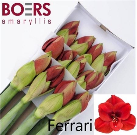 Hippeastrum Ferrari 4bl