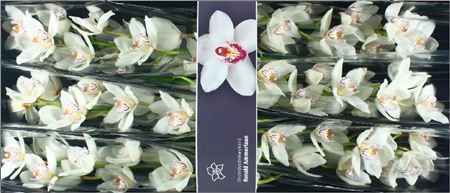 Cymbidium Mrs White Crystal 80 Cm - 12/15bl