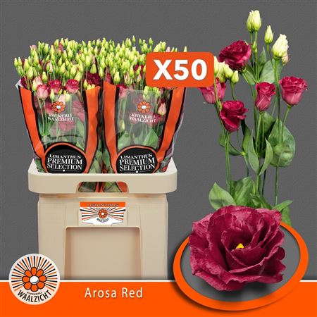 Lisianthus Double Arosa Red 70cm