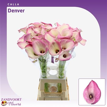 Calla Denver 80cm