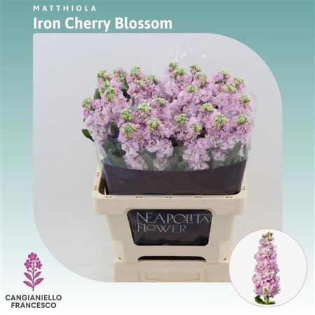 Matthiola Iron Cherry Blossom