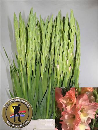 Gladiolus Careless 110cm 200gram