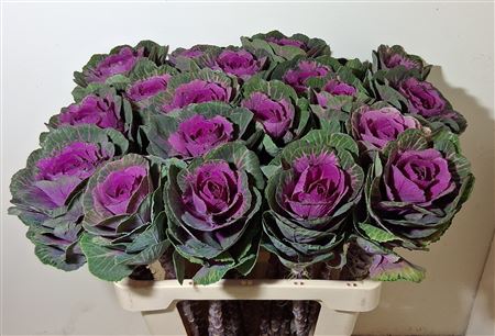 Brassica Red Crane 60cm