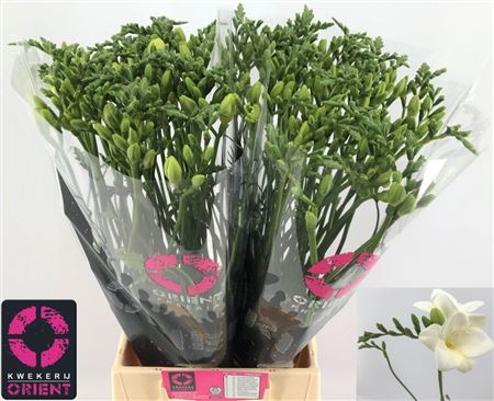 Freesia Single Corvette 17gram