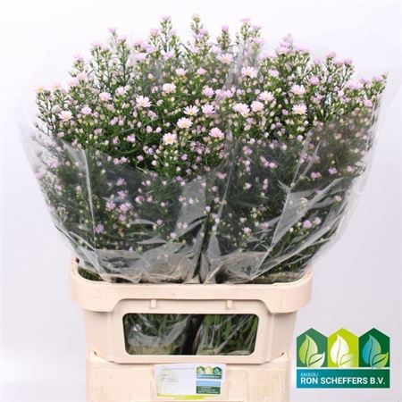 Aster Claudia 90cm 40gram